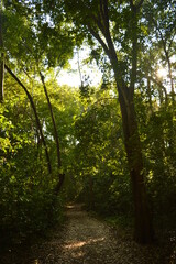 Obraz premium The beaches, jungles and Mayan temples of Honduras, Central America