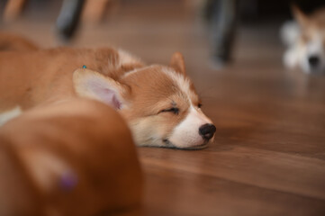 室内で過ごすコーギーの赤ちゃん