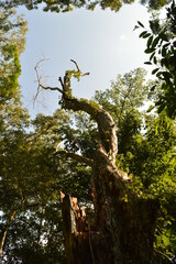 The beaches, jungles and Mayan temples of Honduras, Central America