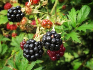 blackberry on the bush