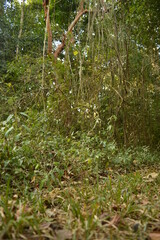 The beaches, jungles and Mayan temples of Honduras, Central America