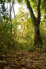 The beaches, jungles and Mayan temples of Honduras, Central America