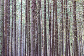Obraz premium A dense forest of tall, straight, moss-covered pines in northwest Russia.