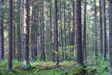 A dense forest of tall, straight, moss-covered pines in northwest Russia.