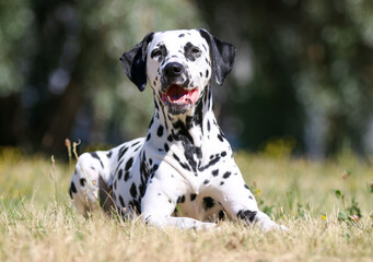 Summer portrait of cute dalmatian dog with black spots. Smiling purebred dalmatian pet from 101 dalmatian movie with funny faces lies outdoors in hot sunny summer time with colorful yellow flowers