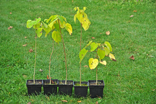 Idesia polycarpa seedlings in containers