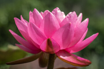 Closeup view of dark pink water lily flower blooming outdoors in bright sunlight