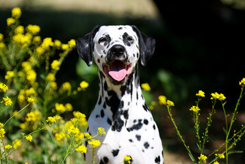 Summer portrait of cute dalmatian dog with black spots. Smiling purebred dalmatian pet from 101 dalmatian movie with funny faces lies outdoors in hot sunny summer time with colorful yellow flowers