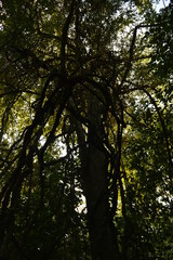 The beaches, jungles and Mayan temples of Honduras, Central America