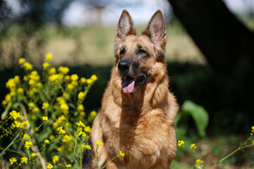 Summer portrait of cute and smiling german shepherd with brown spots. Nice and beautiful german...