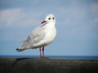 seagull on a railing looking back
