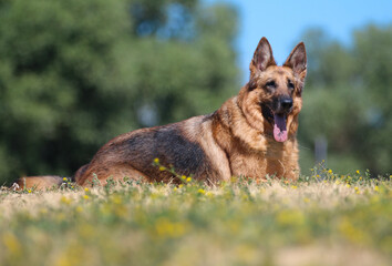 Summer portrait of cute and smiling German shepherd. Nice and beautiful German shepherd family pet lies outdoors on meadow flowers lawn on hot and sunny day with background of green grass and blue sky