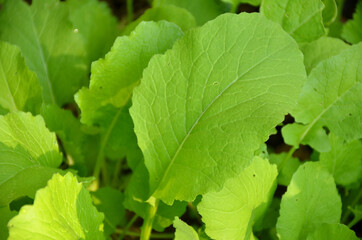 bunch the small ripe green spinach plant seedlings in the garden.