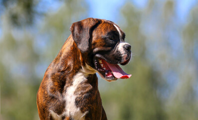 Summer outdoors portrait of young Geman boxer dog on hot sunny day.  Smiling and cute brown tiger...