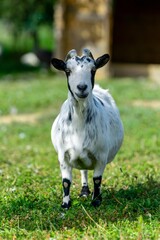 portrait of goat in meadow