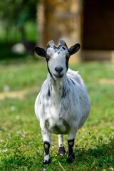portrait of goat in meadow