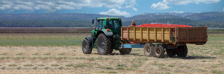 Agriculture field. Tractor with a trailer full of fresh tomatoes in an agricultural field.