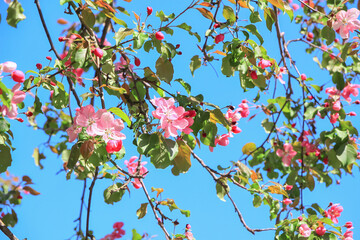 Blooming plum branches against the blue sky