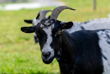 Naklejka na ściany i meble portrait of goat in meadow