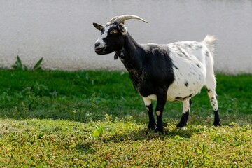 portrait of goat in meadow
