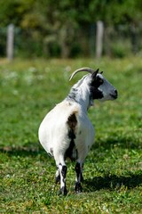 Fototapeta premium portrait of goat in meadow