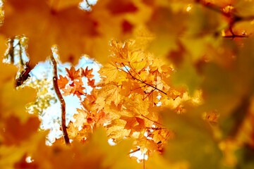 autumn maple trees with bright yellow leaves like gold close up against the sky