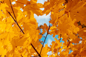 autumn maple trees with bright yellow leaves like gold close up against the sky