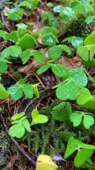 water lily in the pond