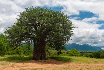 tree and sky