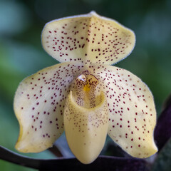 Closeup view of yellow flower with purple red dots of lady slipper orchid species paphiopedilum wenshanense isolated outdoors on green natural background