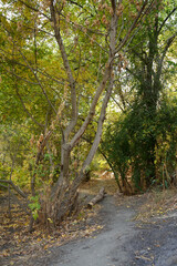 Autumn forest with creek tranquil view