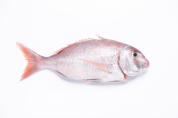 Red Snapper fish isolated on white background. Top view.