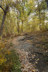 Autumn forest with creek tranquil view