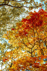 autumn maple trees with bright yellow leaves like gold close up against the sky