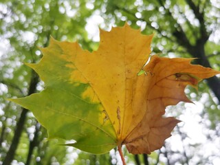 maple leaves in autumn
