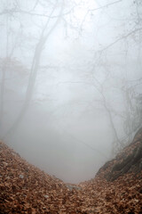 mist over the river