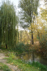 Autumn forest with creek tranquil view