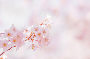 柔らかな光とピンクの桜