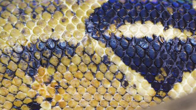 The yellow and black scales of the snake