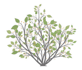 Bush plants with leaves and red berries on a white background