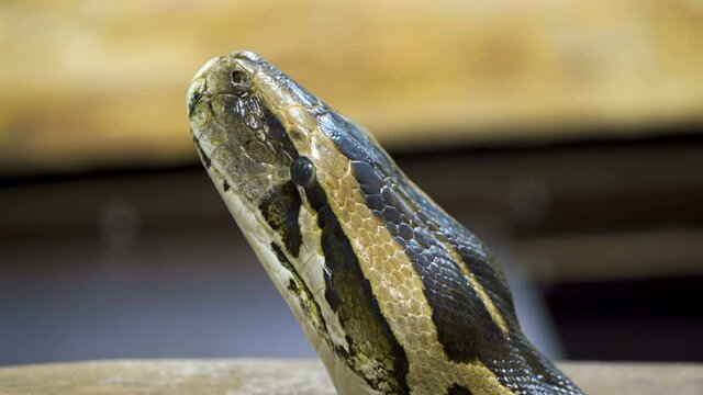 The look of the head of the long snake in the zoo
