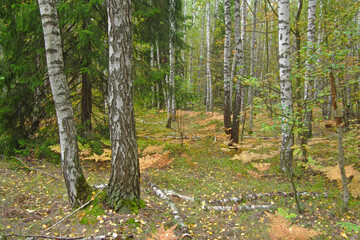 Mushroom forest. Moscow region.
