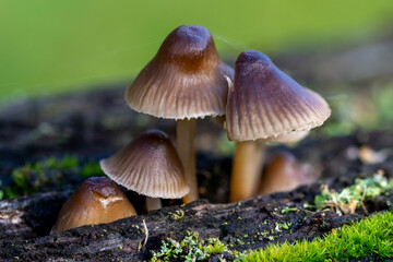 Fungi family
