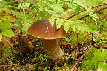 White mushroom (Boletus edulis). Tver region.
