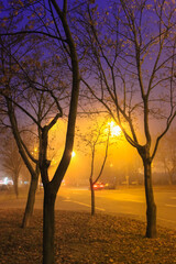 Silhouettes of trees in the mist and an empty road in the night city in autumn