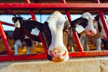 Close up photo of a cow peepng out of a cowshed fence