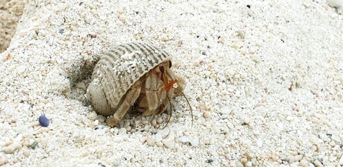 seashell with animal
