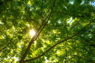 Sonnenschein durch die Bäume