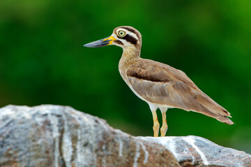 Indian thick knee