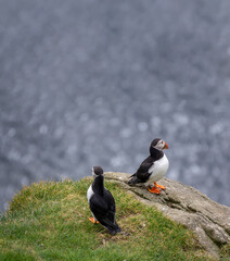 Fototapeta premium Puffin couple on top of the rocks with ocean in the background
